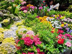 -朝来春花卉市场