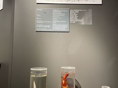 -冰岛阴茎博物馆