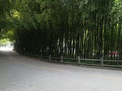 -洛阳白云山景区