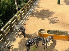 -西霞口神雕山野生动物世界