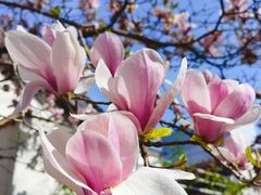 -三里屯东五街银杏大道