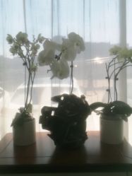 -联合丽格·张菡丽格医疗美容