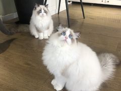 -东方名猫馆·英短金渐层布偶猫舍(环线广场1号楼店)