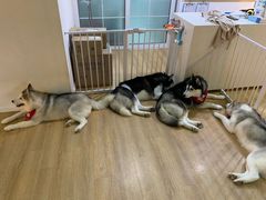 -Husky Go! 哈士奇体验馆·宠物咖啡厅狗咖