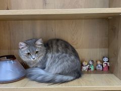 -艾贝尔宠物医院·24H转诊中心·肿瘤猫专科(江宁双龙店)