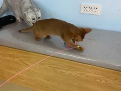 -喵宠乐园·撸猫互动·猫舍