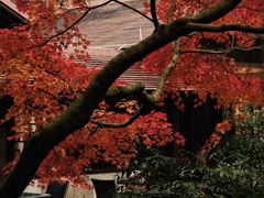 -中国茶叶博物馆(双峰馆区)