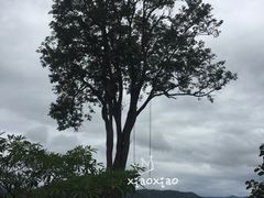 -大树秋千