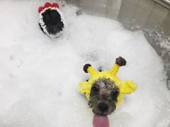 -Oh My Dog宠物沙龙(伊珊娜皮毛护理店)