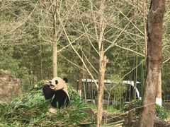 -都江堰中华大熊猫苑