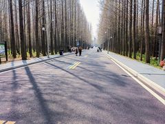 -日照海滨国家森林公园