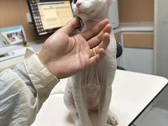 -谐和益家动物医院·免疫绝育·血液透析·宠保定点医院(高新伊藤分院)