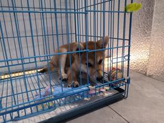 -1013 PET SHOP精品宠物商店(丁香店)