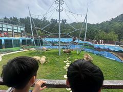 -西霞口神雕山野生动物世界