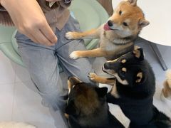 -柴源莊·柴小宠柴犬咖啡