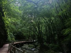 -牛背梁国家森林公园