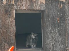 -青藏高原野生动物园
