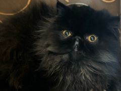 -帕帕拉兹宠物(亚洲旗舰店)