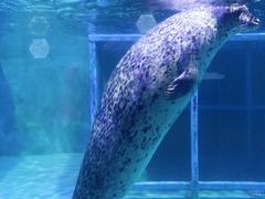 -海合安武汉极地海洋公园