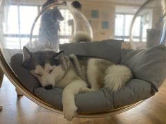 -Husky Go! 哈士奇体验馆·宠物咖啡厅狗咖