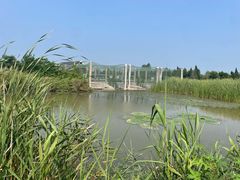 -盐城丹顶鹤湿地生态旅游区