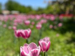 -北京国际鲜花港