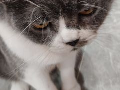 -猫爷宠物生活馆·撸猫馆