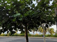-君港海鲜(三亚湾店)