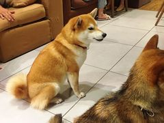 -柴务处·柴犬主题狗咖