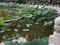 -丰台花园