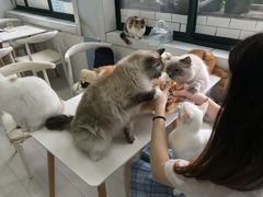 -喵的天空名猫咖啡馆·撸猫·猫舍·用品