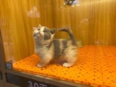 -欣宠猫屋·矮脚拿破仑·蓝金金渐层