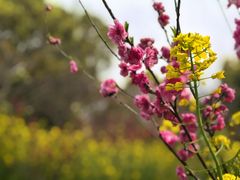 -南汇桃花村