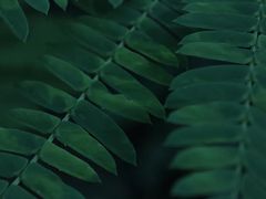 -上海佘山国家森林公园天马山园