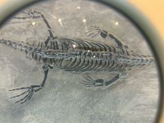 -墨尔本博物馆(Melbourne Museum)