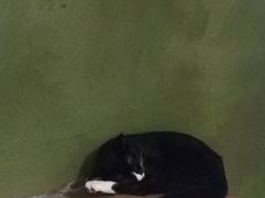 -猫猫幼稚园·撸猫·桌游·电玩