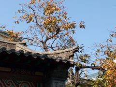 -趵突泉景区