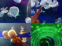 -海合安成都极地海洋公园
