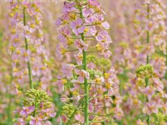 -中国天府农业博览园