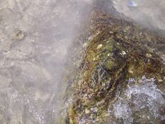 -西涌国际滨海旅游区