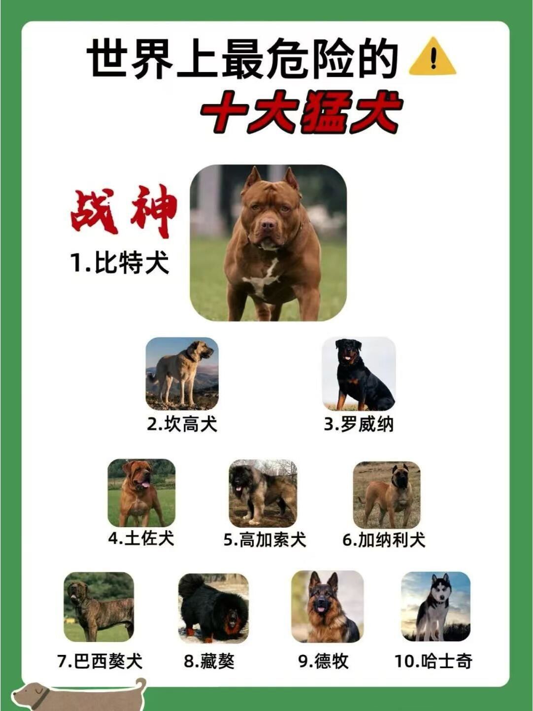 世界十大猛犬排行榜,你知道吗?