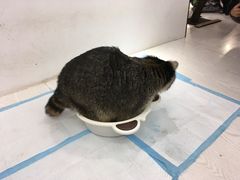 -浣熊柯尔鸭土拨鼠·电玩咖