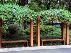 -青枫公园