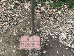 -上海佘山国家森林公园天马山园