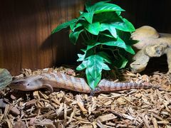 -酷以爬仙阁实体爬宠店·守宫·蜥蜴·专业繁育