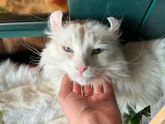 -猫小院猫主题餐厅(南锣旗舰店)