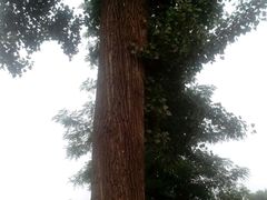 android_upload_pic-顺鑫绿色度假村