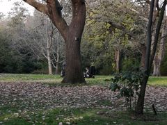 -墨尔本皇家植物园