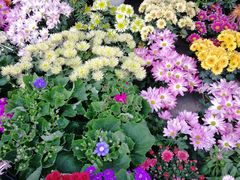 -三圣花乡旅游区