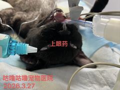 -咕噜咕噜宠物医院·CT·肿瘤科·骨科(前海院)